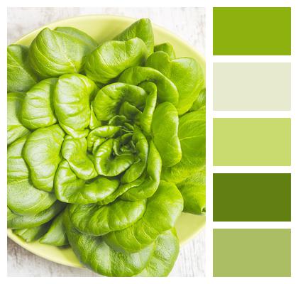 Green Salad Green Salad Image